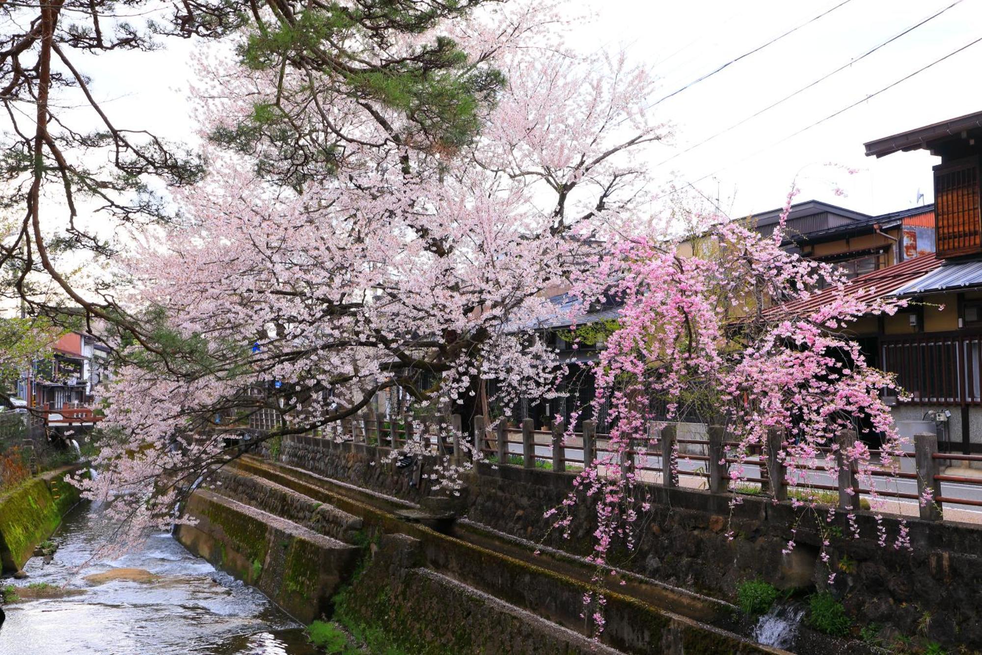 高山ステイ 柊 Appartement Buitenkant foto